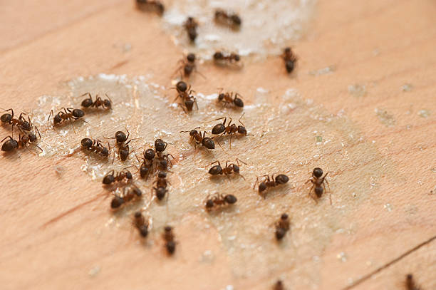 Best Flea Control Services  in Donalsonville, GA